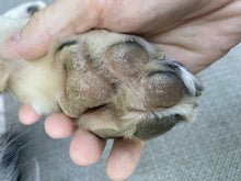 Load image into Gallery viewer, Vegan Puppy Paw Salve
